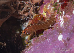 Ringed Blenny photo 1
