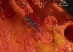 Pygmy Goby photo 3