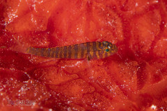 Bluegold Goby photo 2