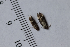 Mompha conturbatella