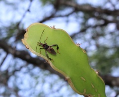 Leptoglossus lineosus