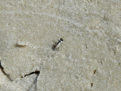 Habroscelimorpha dorsalis saulcyi