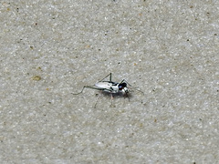 Habroscelimorpha dorsalis saulcyi