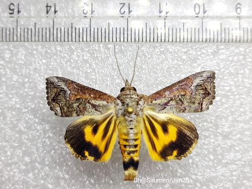Variable Yellow Underwing