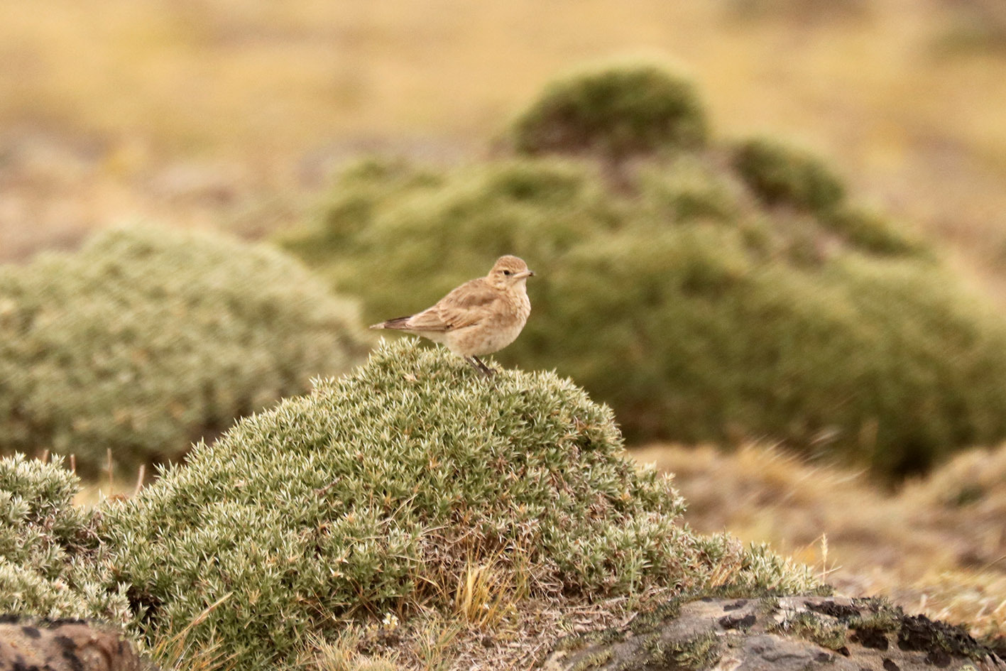 Short-billed Miner (Geositta antarctica), photo 3