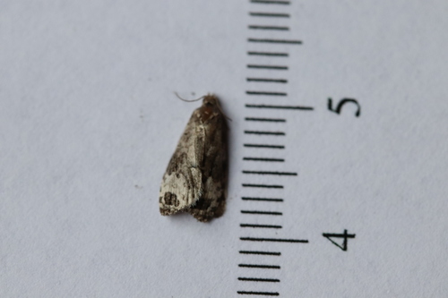 Sallow Apotomis Moth photo 4