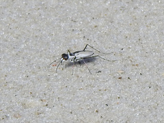 Habroscelimorpha dorsalis saulcyi