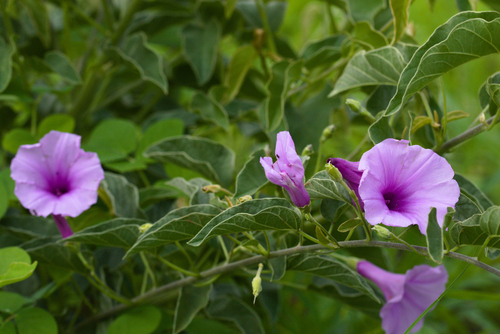 Ipomoea holubii