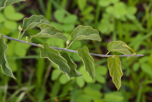 Ipomoea holubii, photograph 1