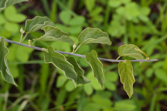Ipomoea holubii, photograph (c) Skjold Søndergaard, some rights reserved (CC BY)