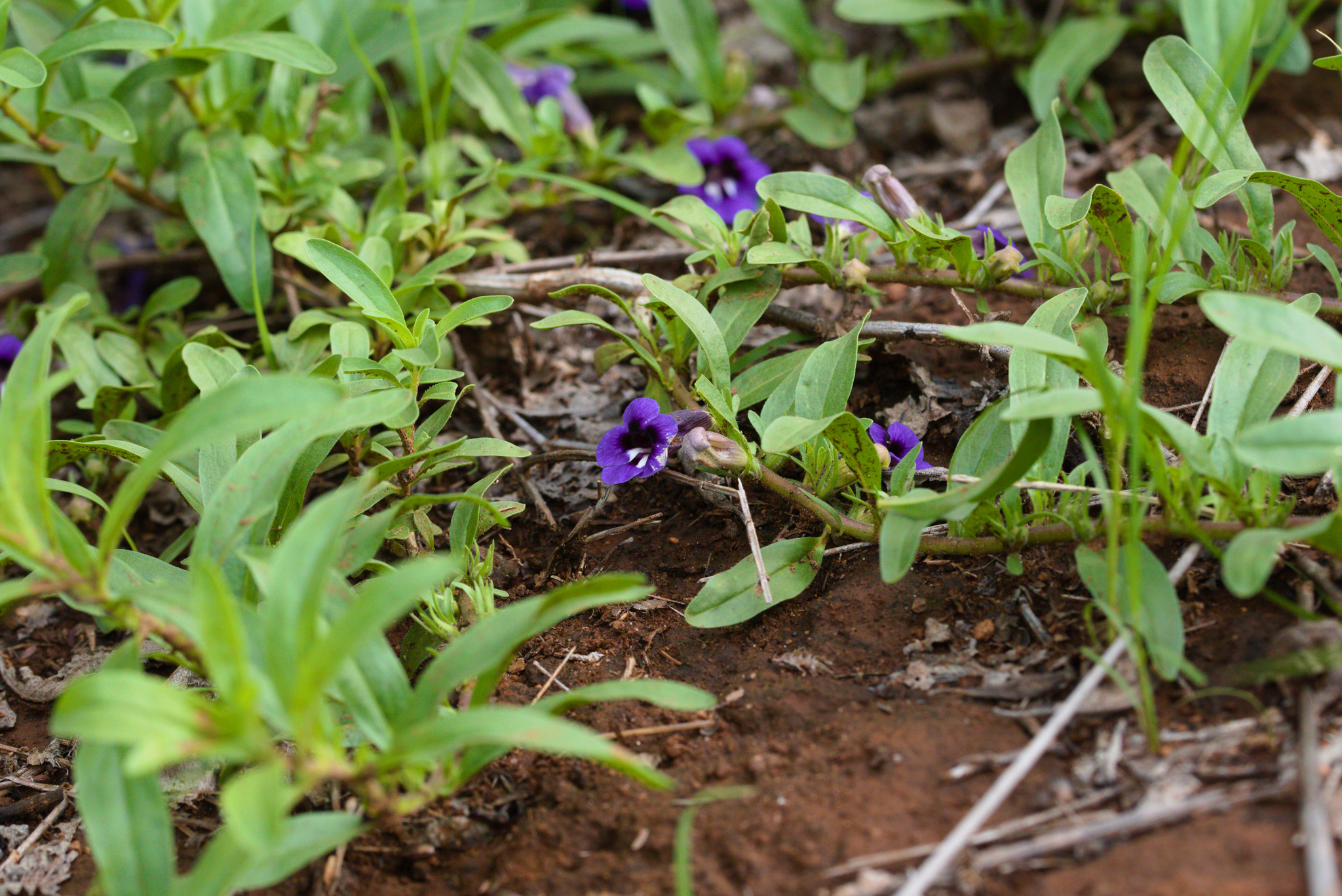 Aptosimum decumbens