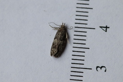 Epinotia nisella