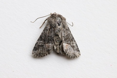 Lacinipolia olivacea