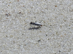 Habroscelimorpha dorsalis saulcyi