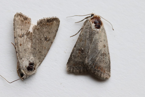 Civil Rustic Moth photo 4