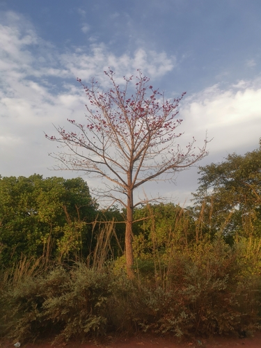 red kapok tree