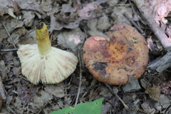Russula ventricosipes