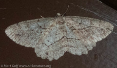 Neoalcis californiaria