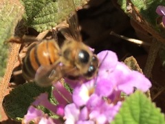 Apis mellifera