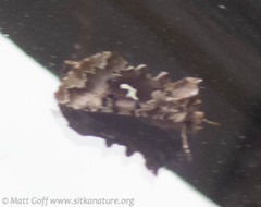 Autographa corusca