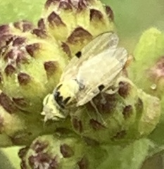 Tephritinae