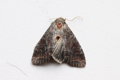 Parastichtis suspecta