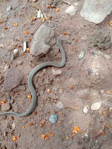 Peru Slender Snake