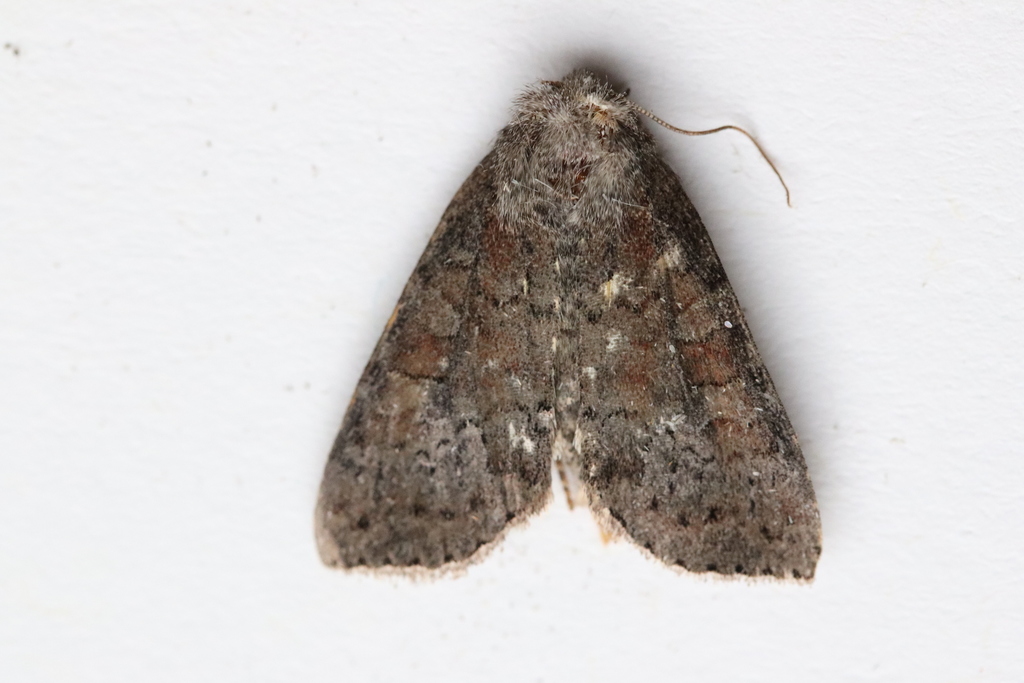 Suspected Moth