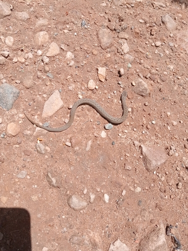 Peru Slender Snake