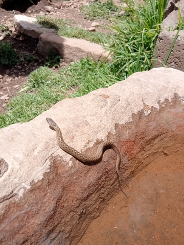 Peru Slender Snake