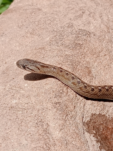 Peru Slender Snake