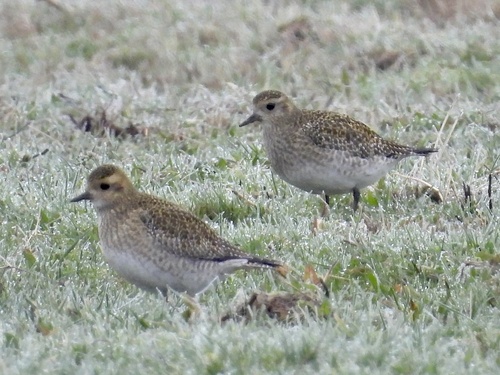 European Golden-Plover, Eemnes, Utrecht, NL, photo 9 of 10