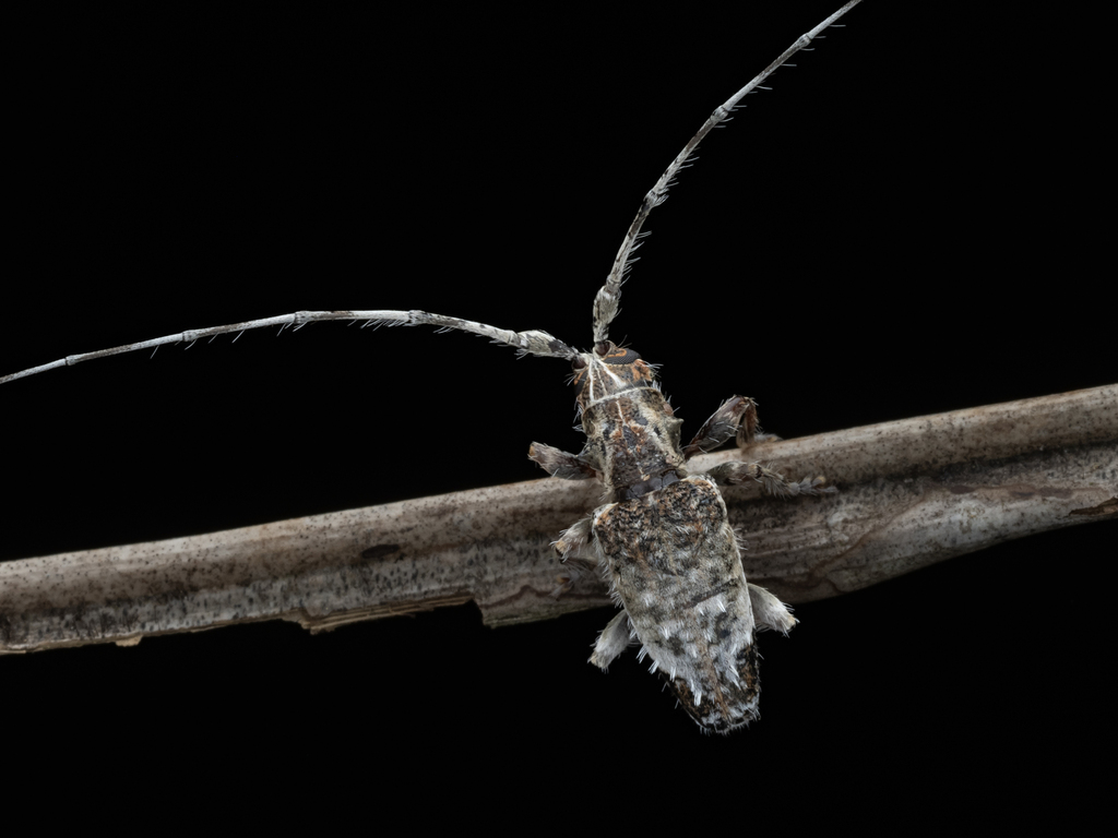 Hirtaeschopalaea albolineata