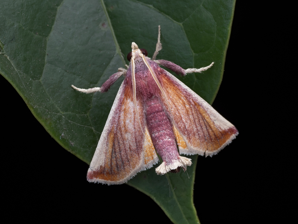 Toccolosida ganeshgudiensis