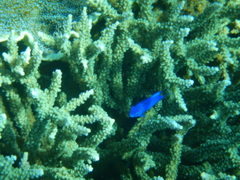 Chrysiptera springeri