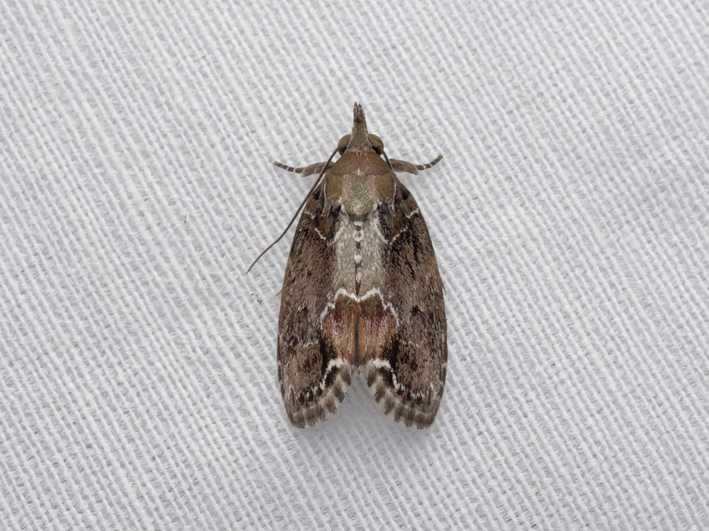 Chloethripa chlorana