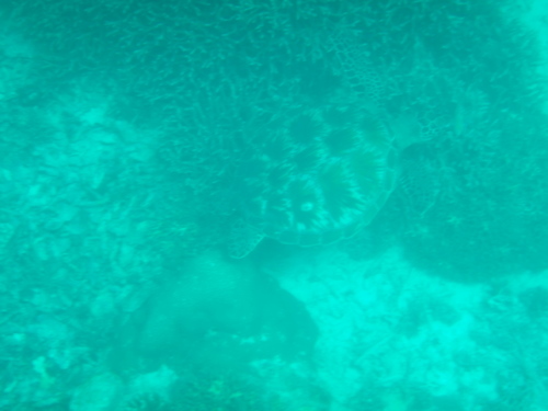 Green Sea Turtle (Chelonia mydas)