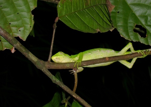 Audubon's Monkey Lizard
