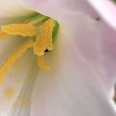 Zephyranthes chlorosolen