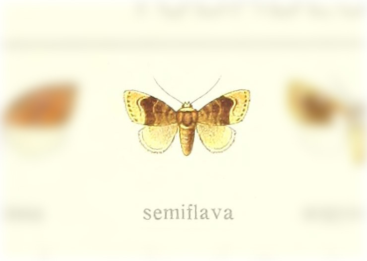 Cossedia semiflava