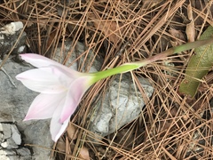 Zephyranthes chlorosolen