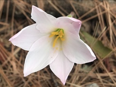 Zephyranthes chlorosolen