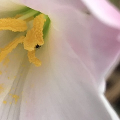 Zephyranthes chlorosolen