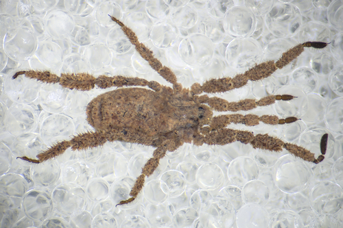 Anelasmocephalus hadzii