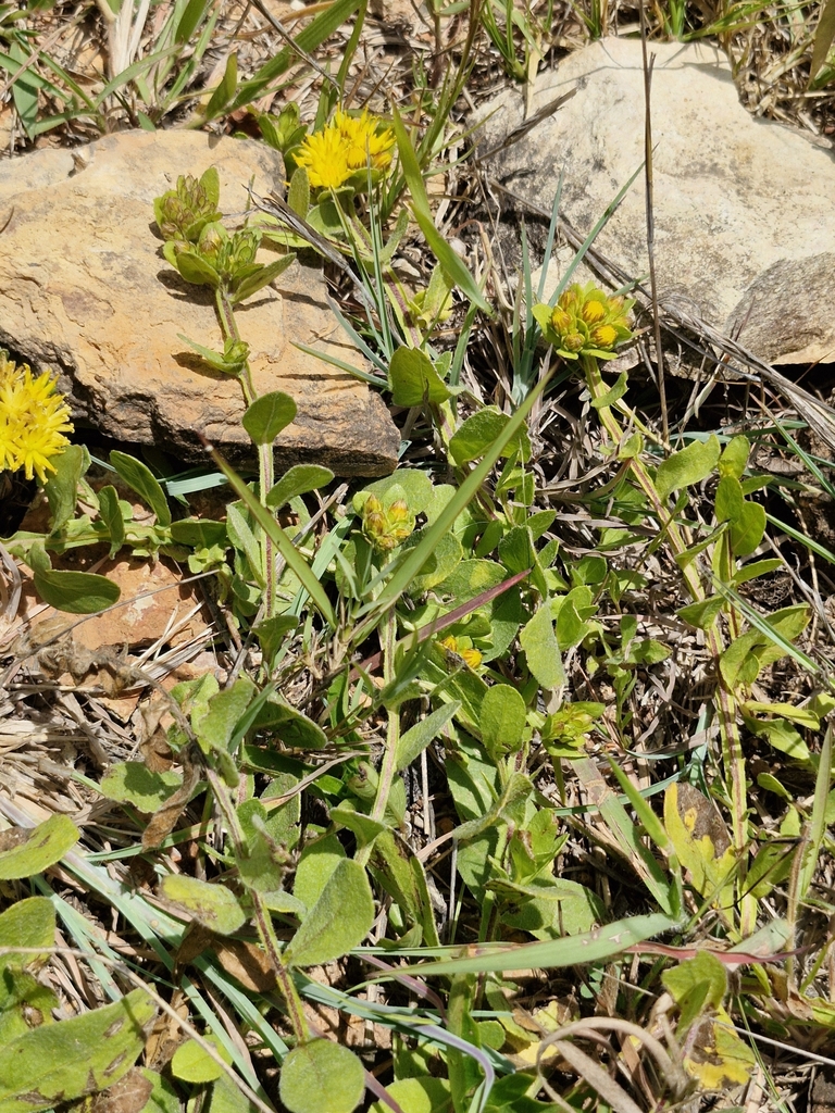 Geigeria hoffmanniana