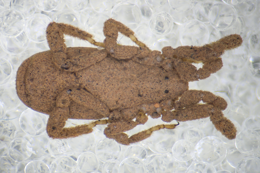 Anelasmocephalus brignolii