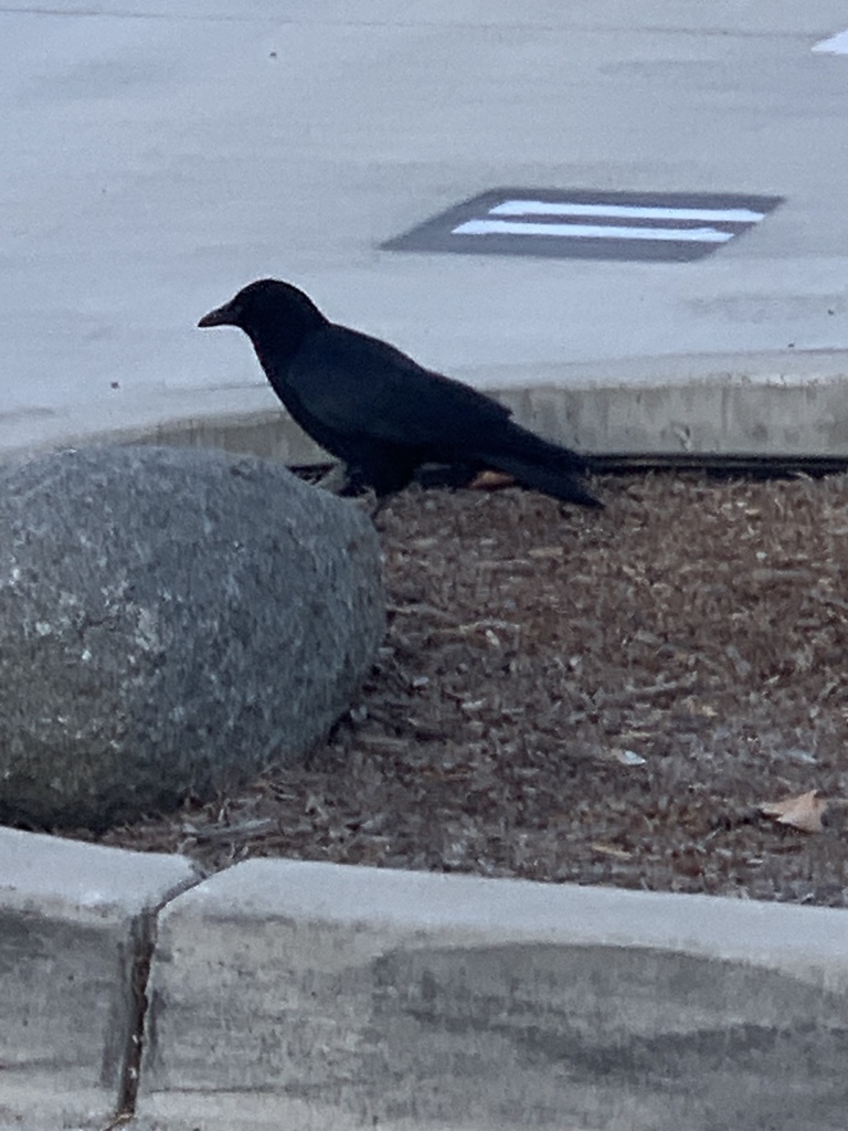 American crow from emerald drive vista ca us on january 17 2025 at