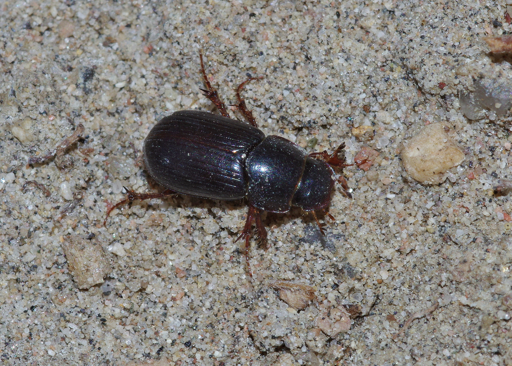 Aphodius from 320 Peppergrass Ln, Fountain, CO 80817, USA on January 1 ...