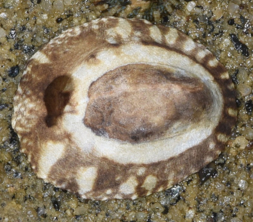 Lottia austrodigitalis