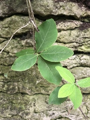Lonicera dioica
